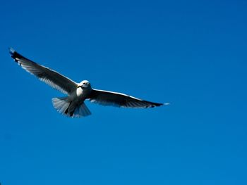 Low angle view of seagull flying