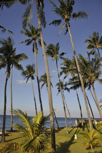 Palm trees on beach against sky