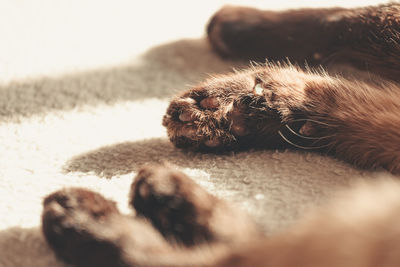 Close-up of a cat at home