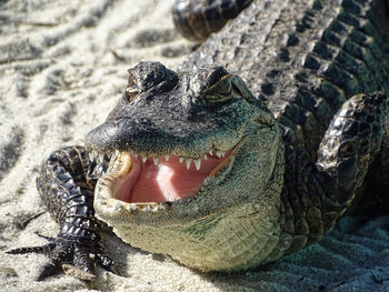 Close-up of a turtle