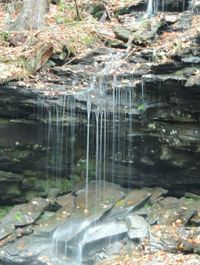 Reflection of trees in water