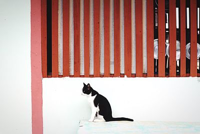 Dog sitting on wall