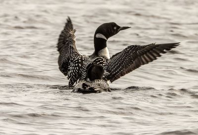 Two loons in the water with one with spread wings