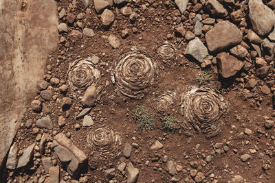 Full frame shot of old tree trunk