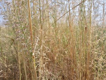 Close-up of grass in forest