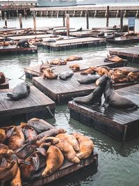 High angle view of seals relaxing on floating platforms over sea