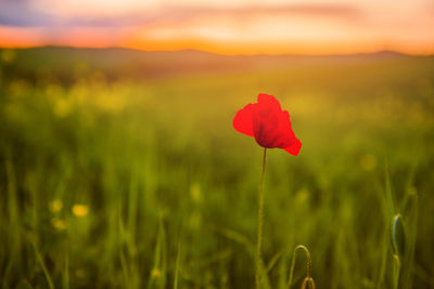 Close-up of red poppy flower on field