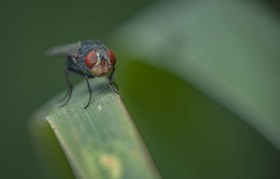 Close-up of housefly on grass blade