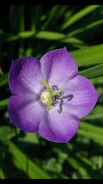 Close-up of purple flower blooming outdoors