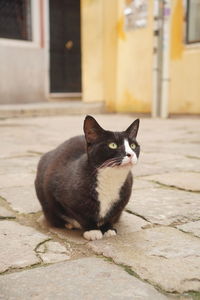 Portrait of cat sitting on footpath
