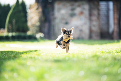 View of a dog running on field