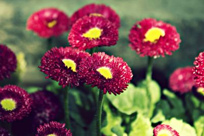 Close-up of pink flowers