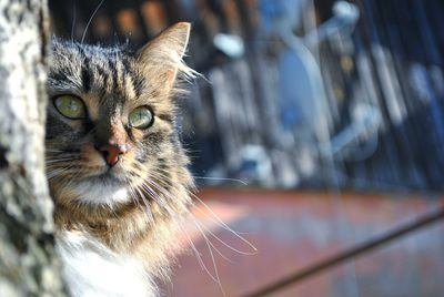 Close-up of cat staring