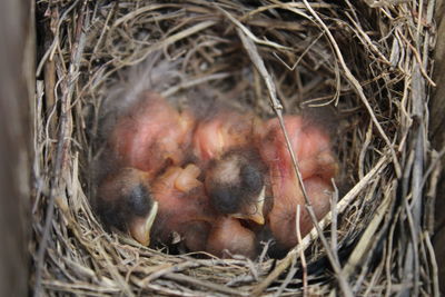 Close-up of young birds in nest