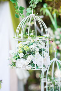 Close-up of white flowering plant