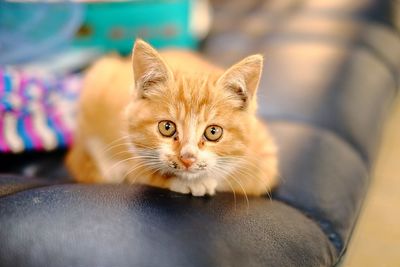 Close-up portrait of cat