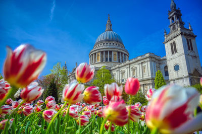 Low angle view of tulips against building