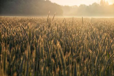 Crops growing on field against sky