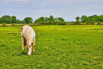 pasture