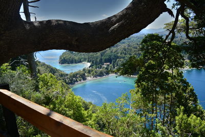 Scenic view of river amidst trees in forest