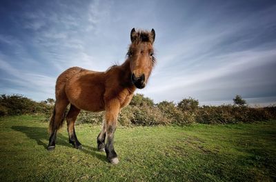 Horse standing in a field