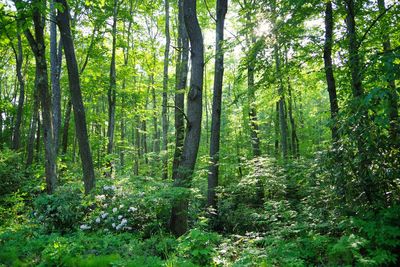 Sunlight filtering through trees in forest