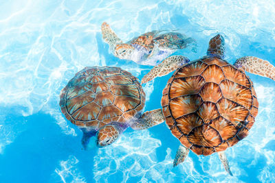 High angle view of turtle swimming in sea