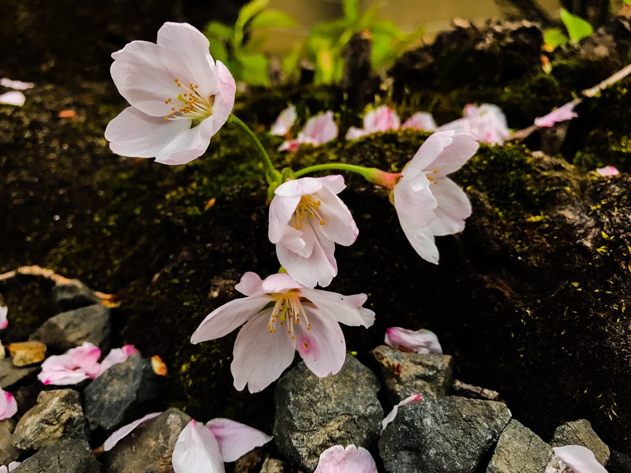 flower, nature, growth, white color, beauty in nature, petal, fragility, flower head, plant, freshness, no people, leaf, close-up, outdoors, day, rhododendron