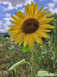 Close-up of sunflower