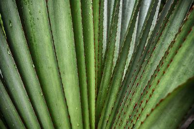 Full frame shot of green leaf