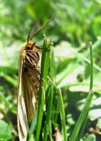 Close-up of insect on plant