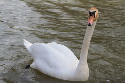 View of swan in lake