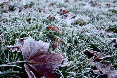 Close-up of dry leaves on snow covered land