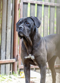 Outdoor vertical portrait of a big black dog.