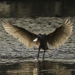 Close-up of birds flying over lake