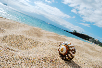 Close-up of snail on beach