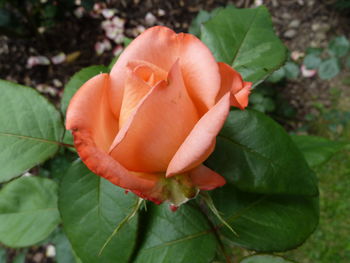 Close-up of orange flower blooming outdoors