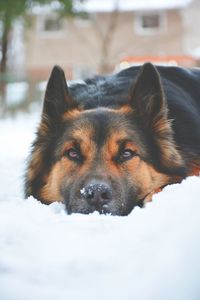 Close-up portrait of dog in snow