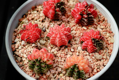 Variegated gymnocalycium mihanovichii cactus propagated in a nursery garden