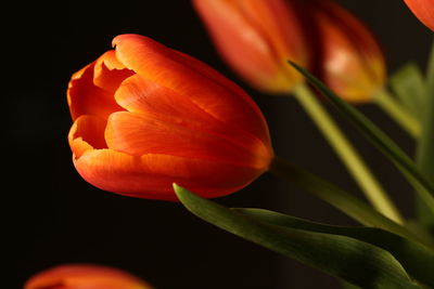 Close-up of orange tulips