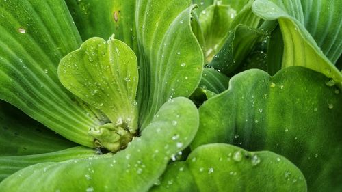 Full frame shot of wet water lettuce in the morning