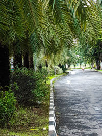 Empty road amidst trees