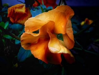 Close-up of day lily blooming outdoors