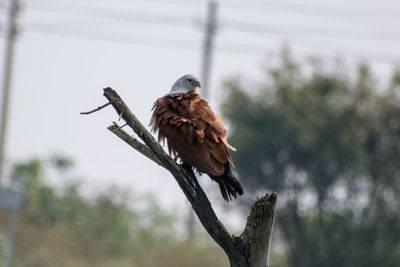 Eagle perching on a branch