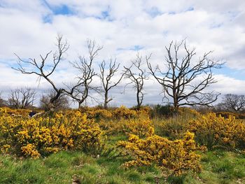 Scenic view of yellow flowering plants on field against sky