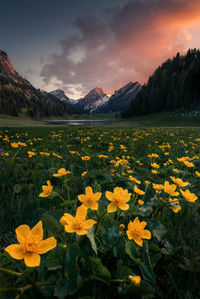 Scenic view of field against sky during sunset