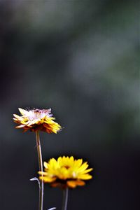 Close-up of yellow flowering plant