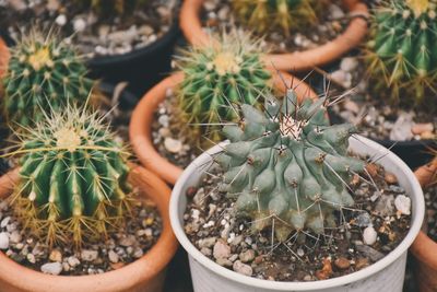 High angle view of potted plant