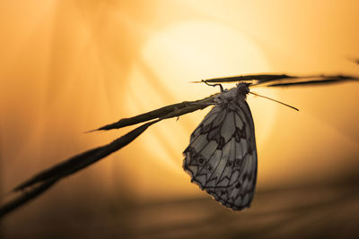 Close-up of butterfly on plant during sunset