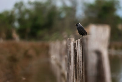 Close-up of bird perching on wooden post